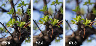 What An Aperture Of F 1 8 Can Do For You Aperture Photo Aperture Photography Photography Education