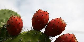 J'ai également craqué pour cette merveilleuse plante qui ne demande que très peu d'entretien. Le Cactus Marocain En Danger