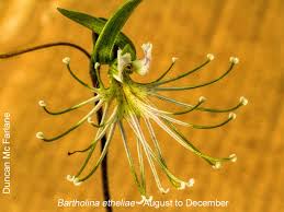 Image result for Orthochilus holubii