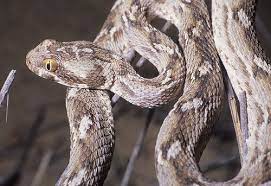 Echis Carinatus Snake Central Asia Viper