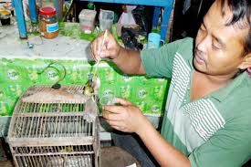 Burung pleci auriventer juga memiliki. Harga Pleci Di Jatim Piyikan Rp 150 Ribu Auriventer Rp 300 Ribu Om Kicau