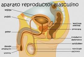 En el proceso reproductor humano, participan dos clases de células sexuales, o gametos. Sistema Reproductor Masculino Para Ninos Anatomia Del Aparato Reproductor Femenino Sistema Reproductor Femenino Sistema Reproductor