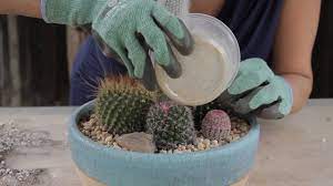Succulents require a resting period in winter when they do not require watering at all. How To Make A Cactus Garden Youtube