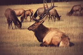 how much does a bull elk weigh and why every hunter should