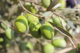 We did not find results for: Turkey S Milas Olive Oil Receives Recognition From Eu Daily Sabah