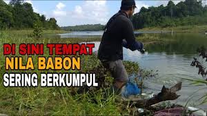 Cara bisnis ikan nila berikutnya adalah persiapan kebersihan kolam. Pemancing Nila Wajib Tau Tempat Berkumpulnya Nila Babon Youtube