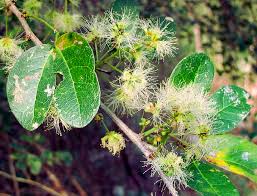 Image result for Pithecellobium dulce