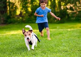 Aerating lawns with these conditions helps to blend the layers together, making it easier for roots to core aeration: Aeration Lawn Care Services Weed Man Saskatoon
