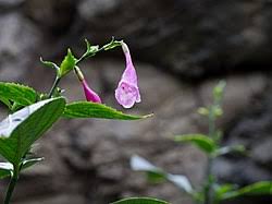 Image result for Strobilanthes anisophylla
