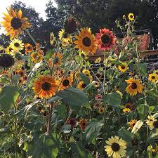 1 year ago1 year ago. Autumn Beauty Sunflower Seeds Helianthus Annuus Seeds High Country Gardens