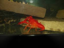 Based on phots i've seen around here i have 5 bluegills and 1 green sunfish (i think). Red Lobster Lobster Procambarus Sp Tank Facts