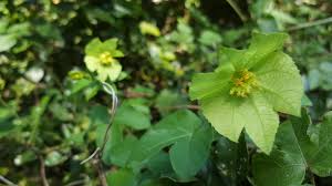 Image result for Dalechampia capensis