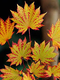It is grown for its attractive foliage and good fall color. Amazon Com Autumn Moon Fullmoon Japanese Maple 2 Year Live Plant Toys Games