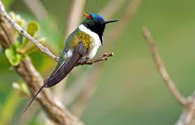 muhtesem gorunumlu 30 egzotik kus turu egzotik kus kus resimleri