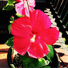 Moscheutos to put forth enormous dinner plate size blooms. Hibiscus Moscheutos Lord Baltimore Hardy Hibiscus Lord Baltimore In Gardentags Plant Encyclopedia