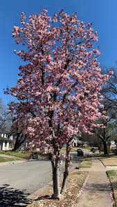 Check spelling or type a new query. Spring Blossoms In North Texas Texas Tree Surgeons
