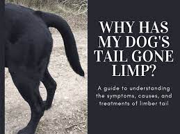 Why Has My Dog S Tail Gone Limp Pethelpful