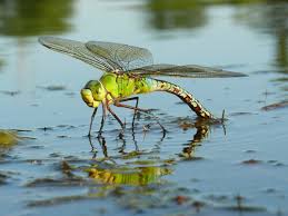 Water horsetail grows well in zones 4 through 11 and is a lovely dark green emergent plant that has a hollow stem with a few branches. Why Dragonflies Are Important For Ponds Fitz S Fish Ponds