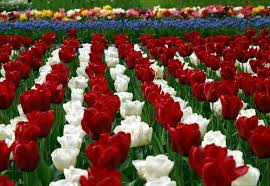 3840 x 2160 jpeg 1934 кб. Tulip Flowers Hd Wallpapers Free Download Flower Wallpaper Flower Images Wallpapers Flower Desktop Wallpaper