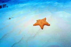 Echinoderms