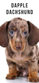 The well groomed coat is used as insulation. Dapple Dachshund Not Just A Pretty Coat Color