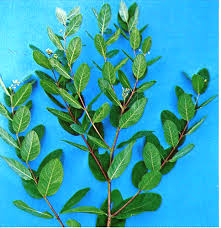 These are some characteristics of broadleaf plants that will aid in identification. Weed Identification Weed Type Austin Texas Southern Weeds Weed Control Kill Weeds Weed Control In Austin Texas