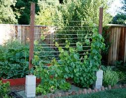 Grape Vine Jpg 450 352 Grape Vine Trellis Grape Trellis Garden Vines