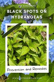 Image result for leaf spot hydrangea