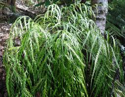 Image result for Asplenium diplazisorum