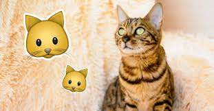 What Breed Of Cat Are You Interesting Quizzes Animal Quiz Quizzes Funny