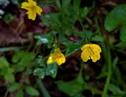 Image result for Hippocratea graciliflora
