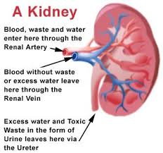 Aftermath Newz Chronic Kidney Disease Renal Disease Kidney Health