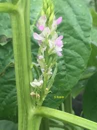 Image result for Cyamopsis