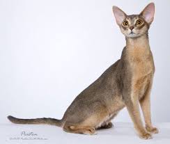 In nomenclature terms, they are also known as simply abys. Funky Cat Blue Abyssinian Cat