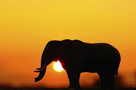 22 Photos That Prove Elephants Make The World A Better Place Elephant Elephant Love Save The Elephants