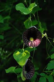 Image result for Aristolochia littoralis