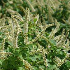 Little henry® itea virginica 'sprich' uspp 10,988 Itea A Guide For Growing Virginia Sweetspire Garden Design