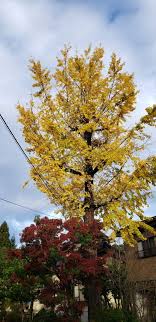 大悟山 円光寺 紅葉