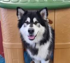 Through 12 years of business, over 50,000 grooming customers, and 120,000 boarding guest. 4 Paws Activity Center Home Facebook