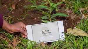 Recently, the topic of responsible tourism has been up on our blog as well as personal social media accounts. B N Tree Das Start Up Pflanzt Fur Jede Reisebuchung Einen Baum