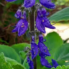 Image result for Coleus barbatus