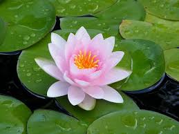 July Secondary Birth Month Flower Water Lily Symbolizing Perfect Beauty Water Lily By Judesnature Vi Birth Month Flowers Water Lily Tattoos Birth Flowers