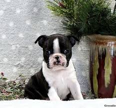Our standards for boston terrier breeders in virginia were developed with leading veterinarians and animal welfare experts. Boston Terrier Puppies For Sale Greenfield Puppies