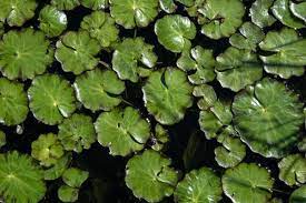 Watering your plant is a no brainer, but how often water plants and when water plants can be everything you need to know about watering plants. 15 Best Water Plants For Indoors And Backyard Ponds