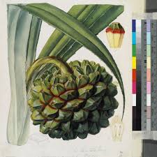 Image result for Pandanus candelabrum