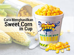 Terus mama nak bikin buat jagung rebus susu. Cara Menghasilkan Sweet Corn In Cup Usahawan Com