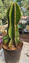 Image result for Euphorbia cooperi