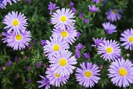 Image result for Aster