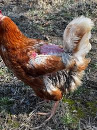 graphic photo* A friend just sent this to me. Looks like a prolapsed vent?  What causes this? Can chicken be eggbound? What do you do?