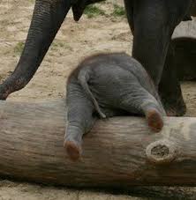 Pin On My Elephants Love Love Love